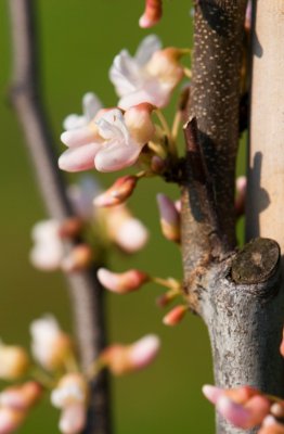 Cercis canadensis 'Pauline Lily' - zmarilka kanadská - květ